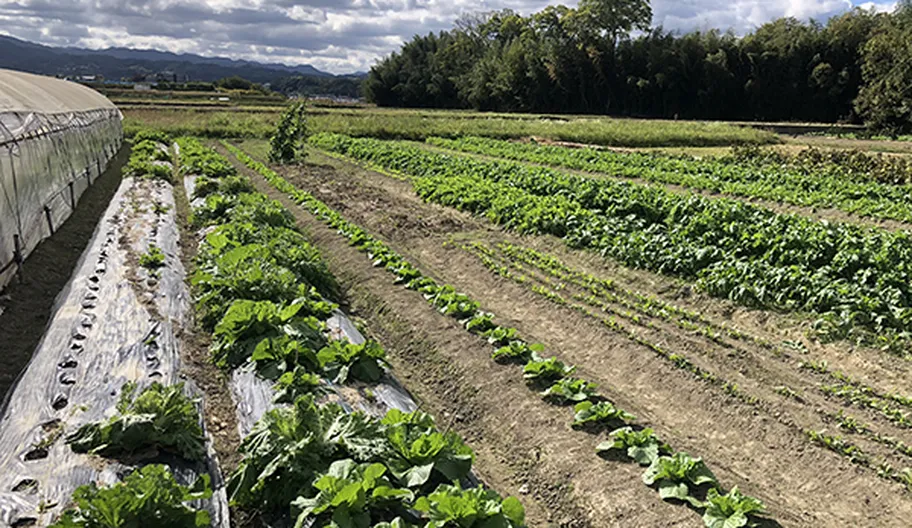 Young farmers Japan countryside